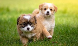 VetRelief Pain Management